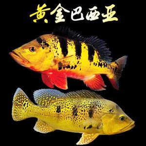 帝王三間魚(yú)可以和龍魚(yú)混養(yǎng)嗎（帝王三間可以和龍魚(yú)混養(yǎng)嗎？） 魚(yú)缸風(fēng)水 第6張