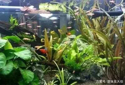 室內(nèi)魚缸擺放位置風(fēng)水圖（魚缸里養(yǎng)什么植物好） 魚缸風(fēng)水 第3張