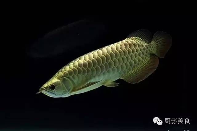 頂級金龍魚價格（金龍魚一條多少錢） 魚缸風水 第2張