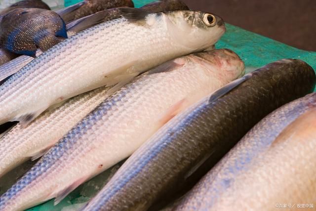 杜龍魚是野生的嗎（99%廚師不知道的貴族食材--杜龍魚）