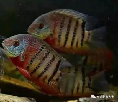 帝王虎斑菠蘿魚能和龍魚虎魚混養(yǎng)（帝王虎斑菠蘿魚與龍魚混養(yǎng)有講究龍魚能和什么魚混養(yǎng)嗎） 魚缸風(fēng)水 第1張