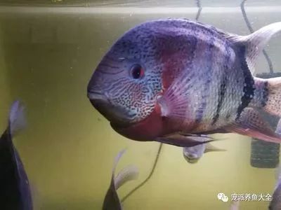 帝王虎斑菠蘿魚能和龍魚虎魚混養(yǎng)（帝王虎斑菠蘿魚與龍魚混養(yǎng)有講究龍魚能和什么魚混養(yǎng)嗎） 魚缸風(fēng)水 第7張