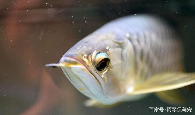 防止銀龍魚(yú)掉眼 乒乓球（如何防止銀龍魚(yú)掉眼） 魚(yú)缸風(fēng)水 第1張