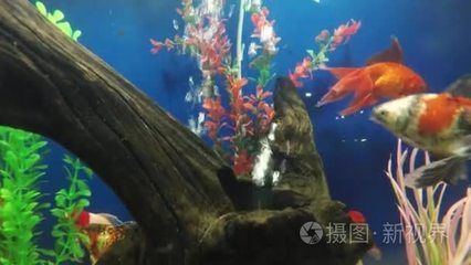 魚缸室內(nèi)裝修效果圖片（裝飾魚缸的視頻素材）