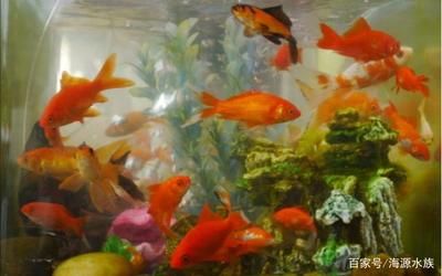 水缸改魚缸教程（新手養(yǎng)魚怎么布置魚缸360問答魚缸擺放方法） 魚缸風(fēng)水 第6張