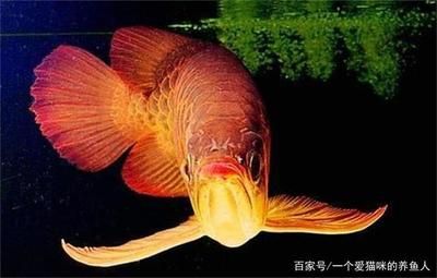 封缸對(duì)龍魚(yú)吊眼（封缸治療龍魚(yú)掉眼的原因和簡(jiǎn)單治療辦法和簡(jiǎn)單治療辦法） 魚(yú)缸風(fēng)水 第7張