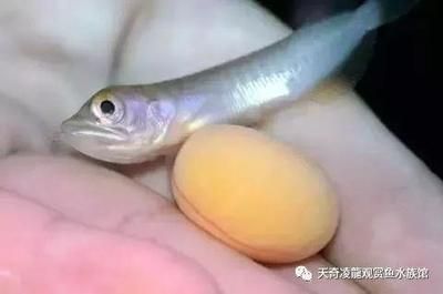 短身龍魚能長多大（短身金龍魚的生長特點）