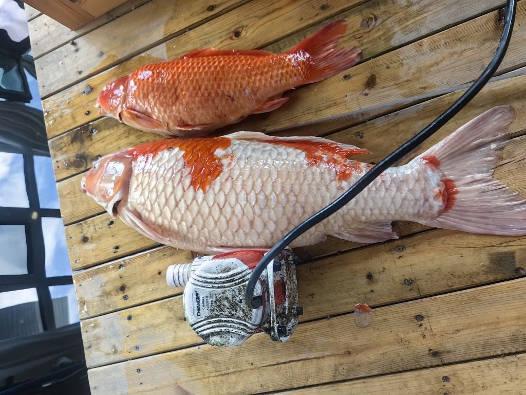 某些牌子還是得避雷啊（出去玩了十天，魚池水泵突然壞了）