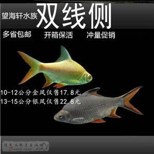 飛鳳魚與雙線側魚 龍魚（雙線側魚和飛鳳魚的區(qū)別） 魚缸風水 第4張