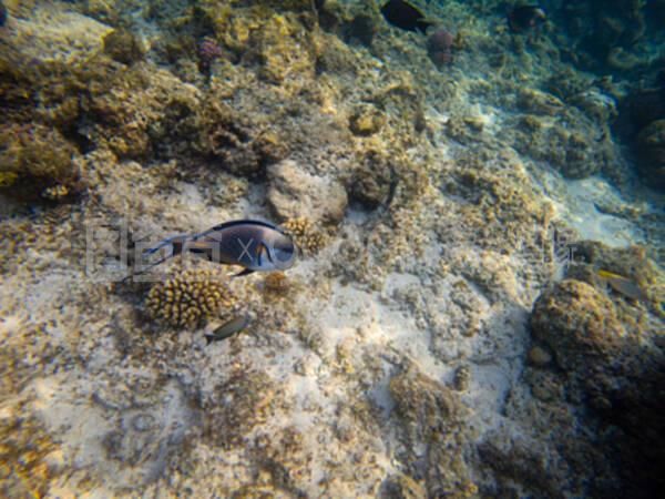 剛換完水龍魚(yú)趴缸怎么辦（大魚(yú)缸換水后魚(yú)趴缸怎么辦） 魚(yú)缸風(fēng)水 第3張