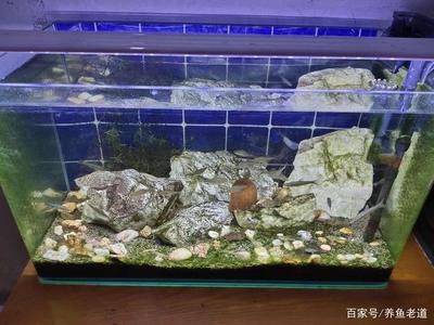 室內魚缸介紹（室內魚缸圖片資源） 魚缸風水 第3張