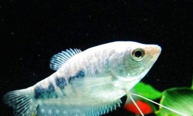 非洲黑龍魚(yú)好養(yǎng)嗎（非洲黑龍魚(yú)怎么養(yǎng)） 魚(yú)缸風(fēng)水 第6張