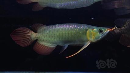 短身龍魚（為什么短身龍魚那么貴）