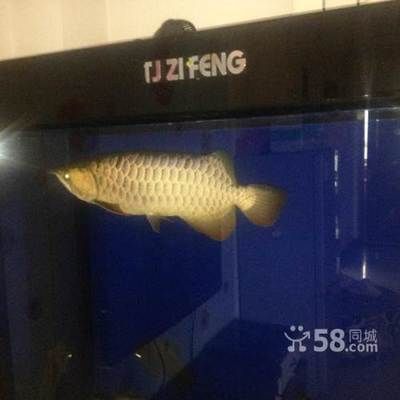 鳳凰龍魚f2最新消息（鳳凰龍魚f2新消息） 魚缸風(fēng)水 第5張