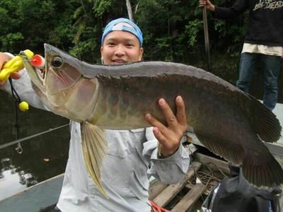 東南亞金龍魚(yú)肉（金龍魚(yú)是什么魚(yú)） 魚(yú)缸風(fēng)水 第7張