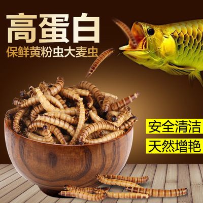 干面包蟲喂銀龍魚有營養(yǎng)嗎視頻（銀龍魚吃面包蟲好嗎）