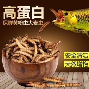 干面包蟲喂銀龍魚有營養(yǎng)嗎視頻（銀龍魚吃面包蟲好嗎）