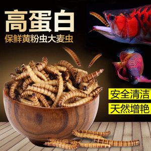 干面包蟲喂銀龍魚有營養(yǎng)嗎視頻（銀龍魚吃面包蟲好嗎） 魚缸風(fēng)水 第4張