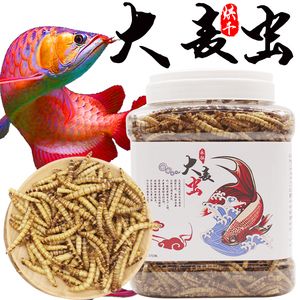 干面包蟲喂銀龍魚有營養(yǎng)嗎視頻（銀龍魚吃面包蟲好嗎） 魚缸風(fēng)水 第7張