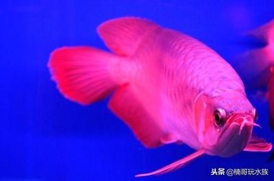 粉紅龍魚（粉紅龍魚和紅龍魚有什么區(qū)別） 魚缸風水 第1張