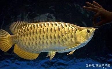 剛出生的龍魚(yú)有多大（剛出生的小金魚(yú)有多大） 魚(yú)缸風(fēng)水 第3張