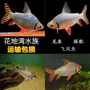 飛鳳魚吸龍魚怎么辦（關(guān)于飛鳳魚吸龍魚的問題） 魚缸風(fēng)水 第5張