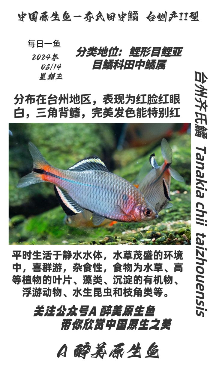 臺州齊氏鱊 紅臉（也叫胭脂齊也叫胭脂齊） 觀賞魚論壇