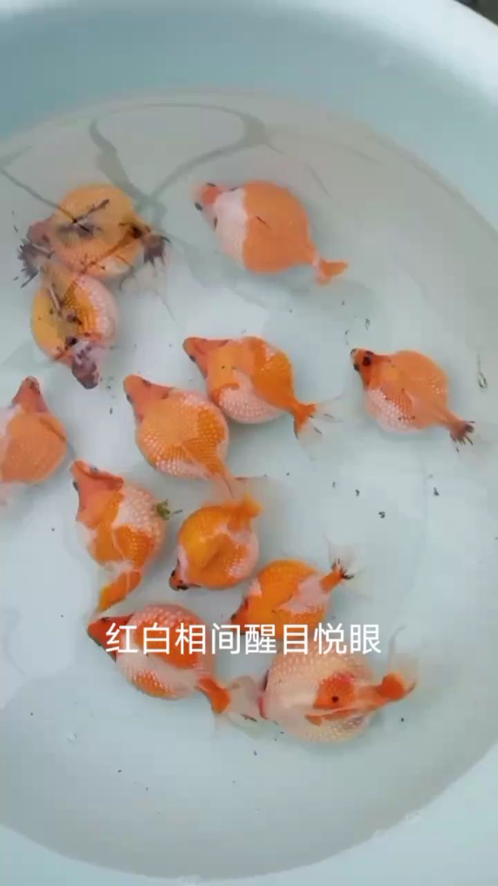 能長一斤多的大珠子（種氣源于武漢） 觀賞魚論壇