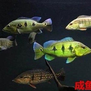 帝王三間魚可以和龍魚混養(yǎng)嗎（帝王三間魚可以和龍魚混養(yǎng)，但是混養(yǎng)時需要注意以下幾點） 魚缸風(fēng)水 第3張