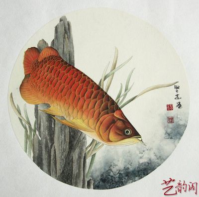 工筆金龍魚的圖片欣賞（工筆金龍魚作品欣賞） 魚缸風(fēng)水 第3張