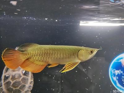 古典金龍魚會(huì)變黃嘛（古典金龍魚的顏色變化） 魚缸風(fēng)水 第5張