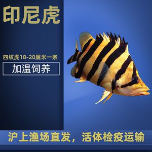 觀賞魚批發(fā)網(wǎng)祥龍魚場(chǎng)（祥龍魚場(chǎng)觀賞魚價(jià)格表） 魚缸風(fēng)水 第5張