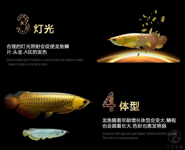 古典龍魚和高背魚的區(qū)別（古典龍魚與高背魚的區(qū)別） 魚缸風(fēng)水 第5張