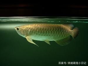 點星龍魚多少錢一條（星點龍魚價格是多少） 魚缸風(fēng)水 第3張