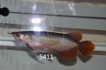 紅龍魚價(jià)格多少錢一斤?。t龍魚的價(jià)格一般是多少一斤？）