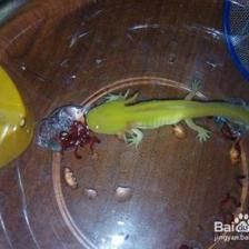 冬天六角龍魚可以用加熱棒嗎（六角恐龍魚冬季飼養(yǎng)技巧） 魚缸風(fēng)水 第1張