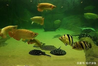 跟龍魚混養(yǎng)的龜（適合與龍魚混養(yǎng)的龜） 魚缸風(fēng)水 第3張