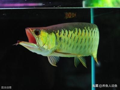 跟媳婦一起養(yǎng)龍魚(yú)的說(shuō)說(shuō)（和媳婦一起養(yǎng)龍魚(yú)的一些經(jīng)驗(yàn)） 魚(yú)缸風(fēng)水 第4張