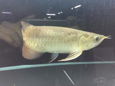 短身龍魚(yú)（如何鑒別短身龍魚(yú)的品種） 魚(yú)缸風(fēng)水 第5張