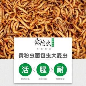 給金龍魚吃蜘蛛（給金龍魚喂食需要注意以下幾點，可能會導致金龍魚中毒） 魚缸風水 第3張