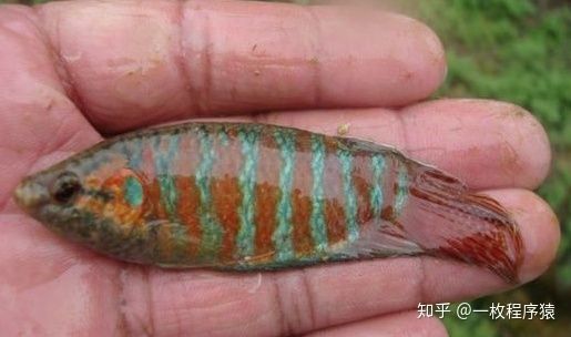 跟金龍魚很像的魚（與金龍魚相似的魚類有紅龍魚、銀龍魚、埃及神仙魚、埃及神仙魚） 魚缸風水 第1張