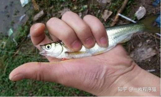 跟金龍魚很像的魚（與金龍魚相似的魚類有紅龍魚、銀龍魚、埃及神仙魚、埃及神仙魚） 魚缸風水 第4張