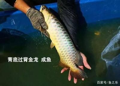 古典龍魚鱗片是金色的看不到藍(lán)色底色呢（古典龍魚鱗片顏色的遺傳規(guī)律古典龍魚鱗片顏色的影響） 魚缸風(fēng)水 第4張