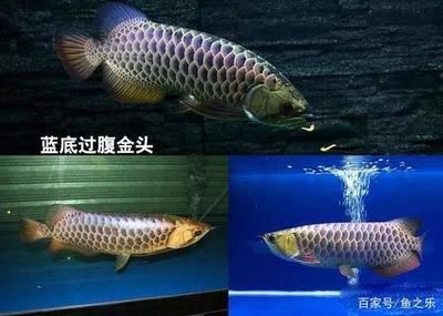 古典龍魚鱗片是金色的看不到藍(lán)色底色呢（古典龍魚鱗片顏色的遺傳規(guī)律古典龍魚鱗片顏色的影響） 魚缸風(fēng)水 第3張