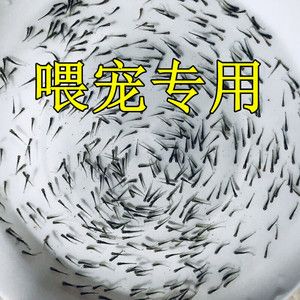 給龍魚(yú)買(mǎi)的飼料魚(yú)怎么存放（龍魚(yú)飼料魚(yú)的儲(chǔ)存方法） 魚(yú)缸風(fēng)水 第3張