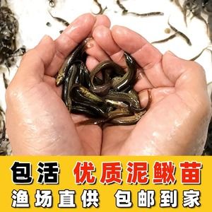 給龍魚(yú)買(mǎi)的飼料魚(yú)怎么存放（龍魚(yú)飼料魚(yú)的儲(chǔ)存方法） 魚(yú)缸風(fēng)水 第1張