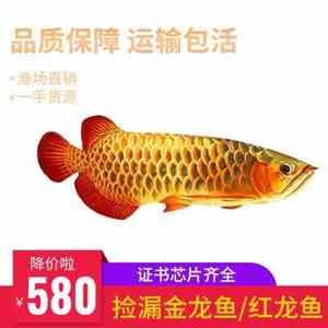 古典金龍魚能長多大（古典金龍魚的生長極限尺寸會受到多種因素影響） 魚缸風(fēng)水 第5張