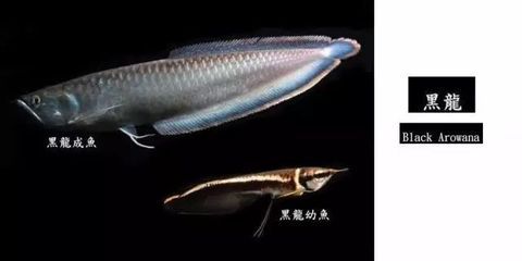 骨舌魚和龍魚的區(qū)別（骨舌魚與龍魚的區(qū)別） 魚缸風水 第4張