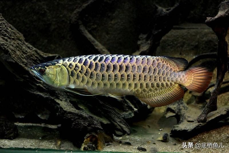 骨舌魚和龍魚的區(qū)別（骨舌魚與龍魚的區(qū)別） 魚缸風水 第5張