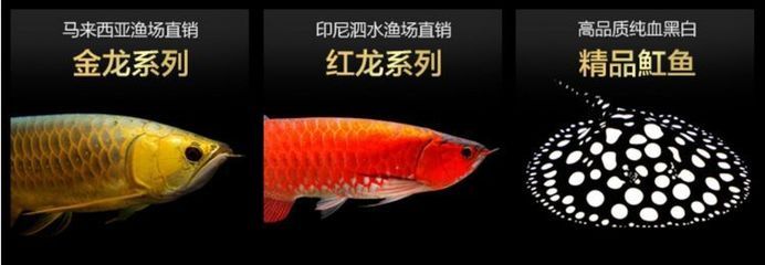 古典龍魚是金龍還是紅龍（古典龍魚與金龍魚的區(qū)別） 魚缸風(fēng)水 第3張